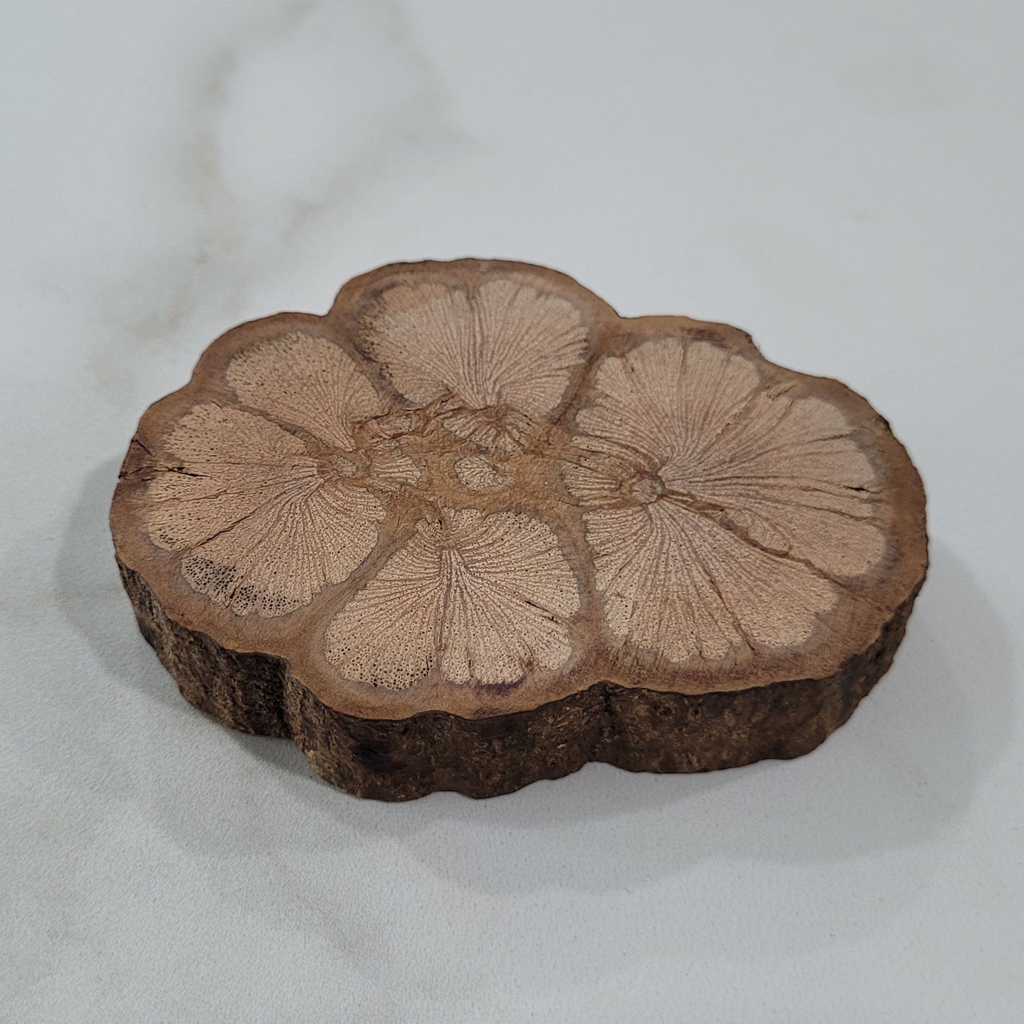 Champion Bauhinia Diffuser