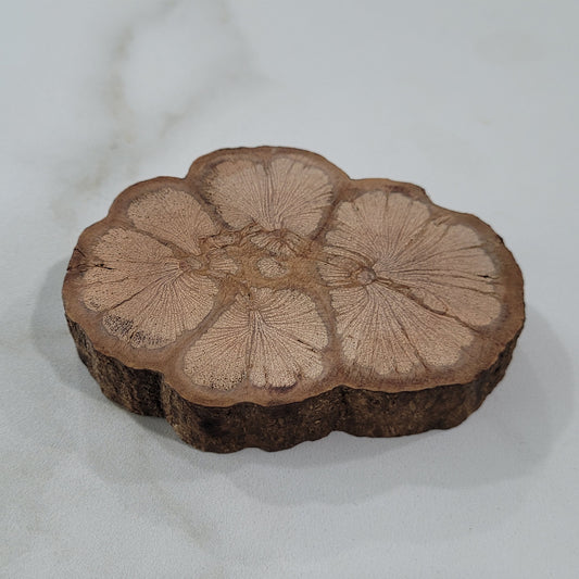 Champion Bauhinia Diffuser