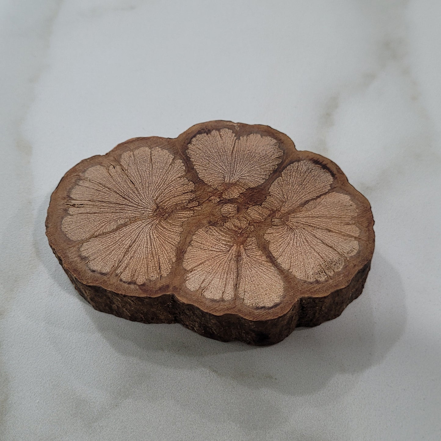 Champion Bauhinia Diffuser