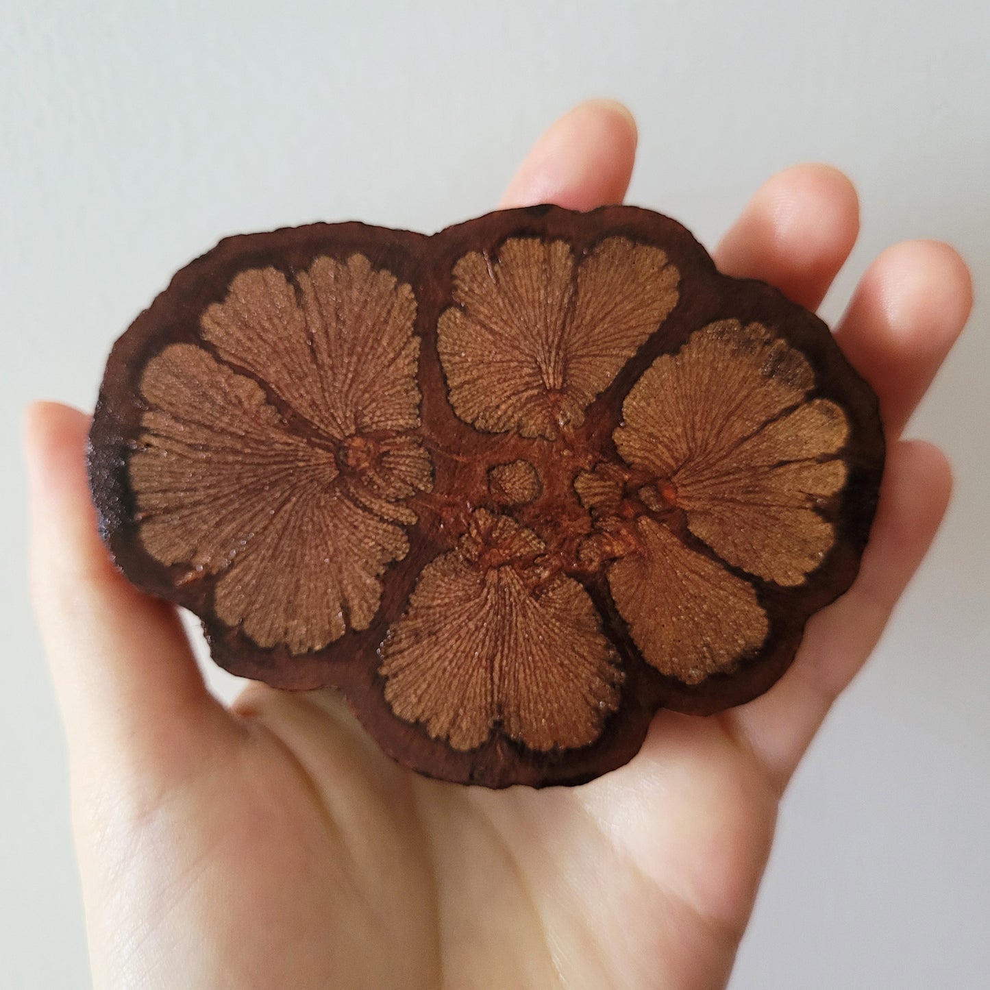 Champion Bauhinia Diffuser